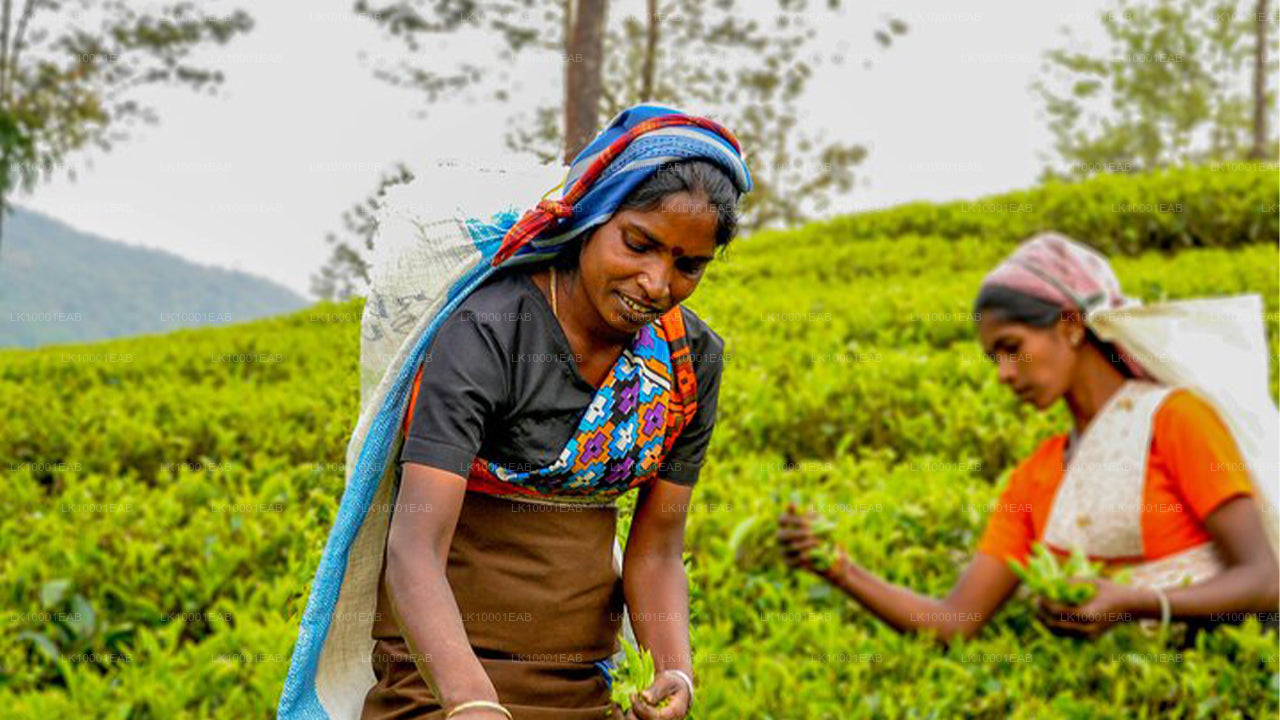 Ceylon Tea Tour (5 Days)