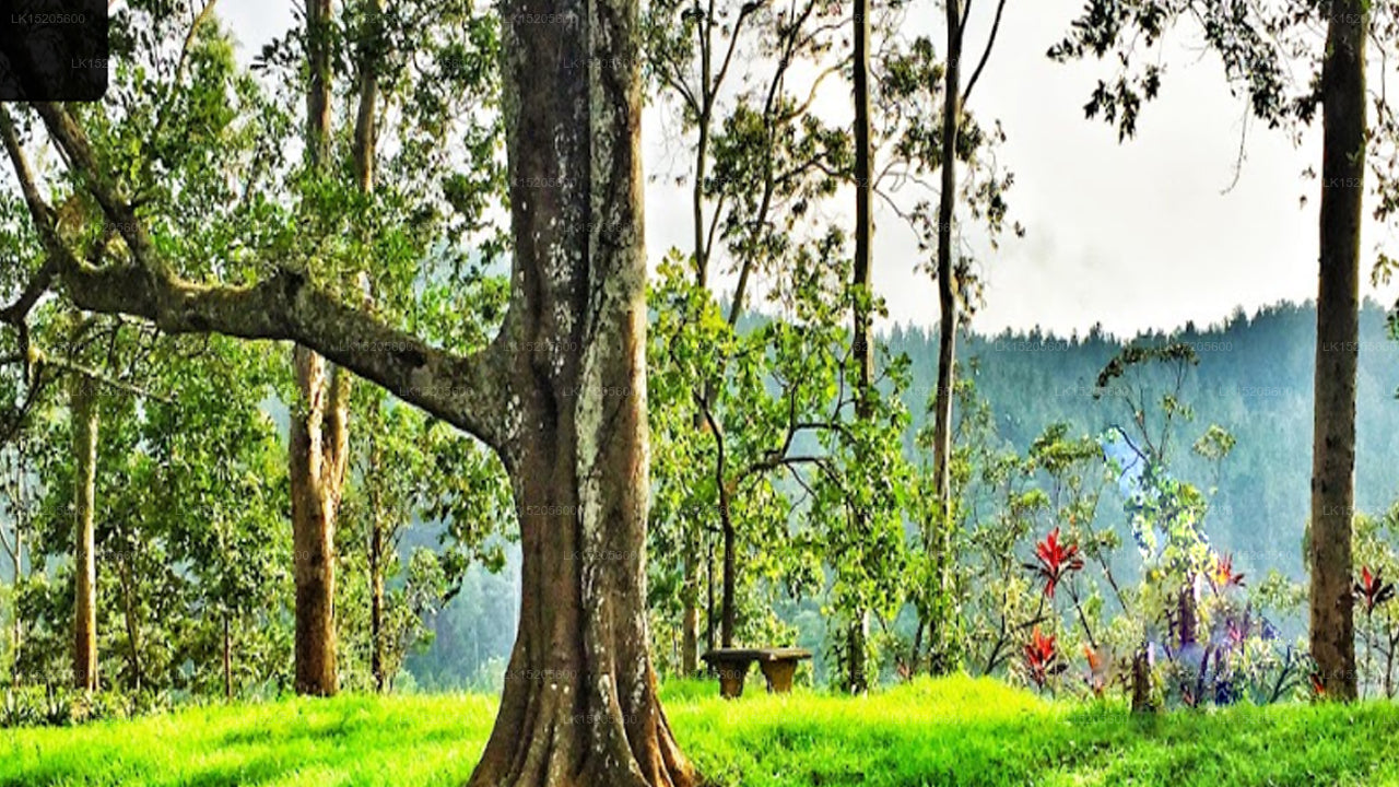 Galaha Tea Bungalow, Peradeniya