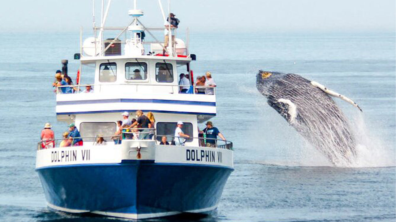 7 Hour Whale Watching Cruise From Mirissa