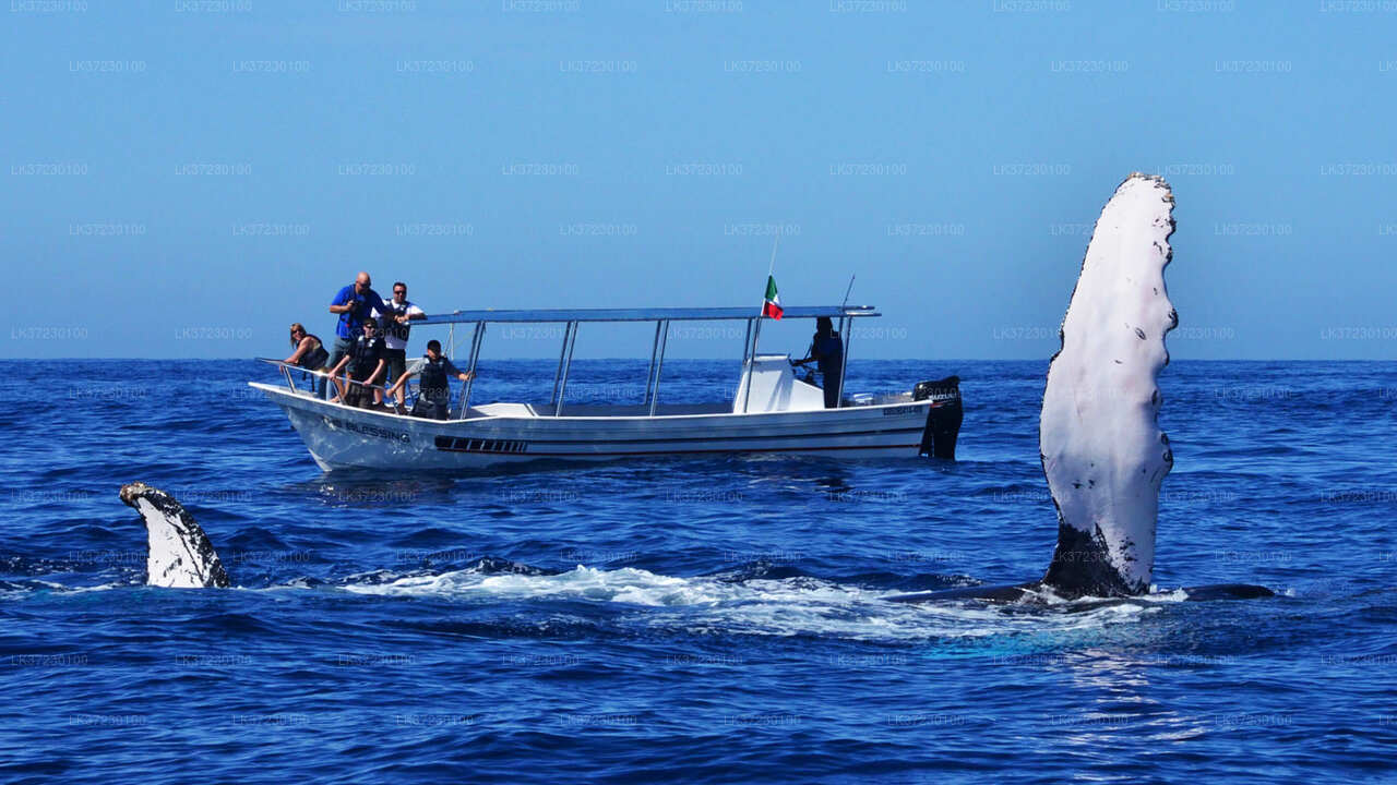 Whale Watching Boat Tour from Trincomalee Seaport