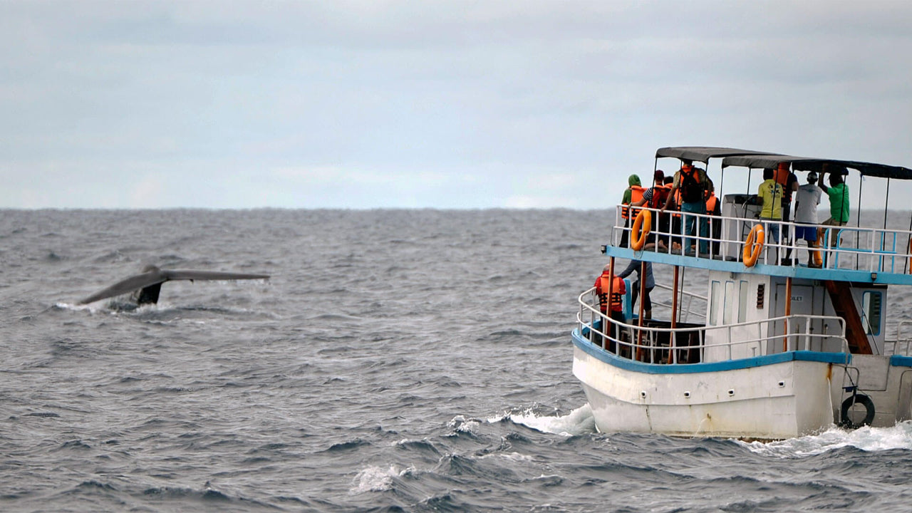 Whale Watching from Dikwella