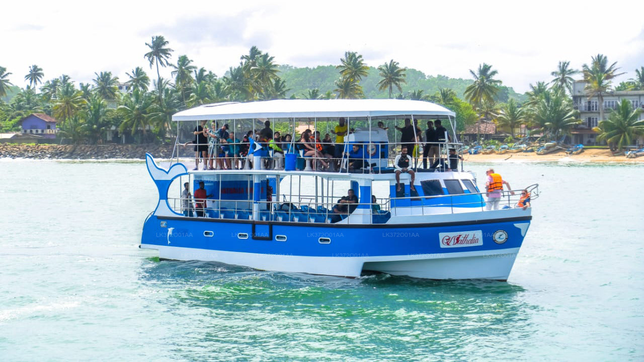 Whale Watching from Mirissa