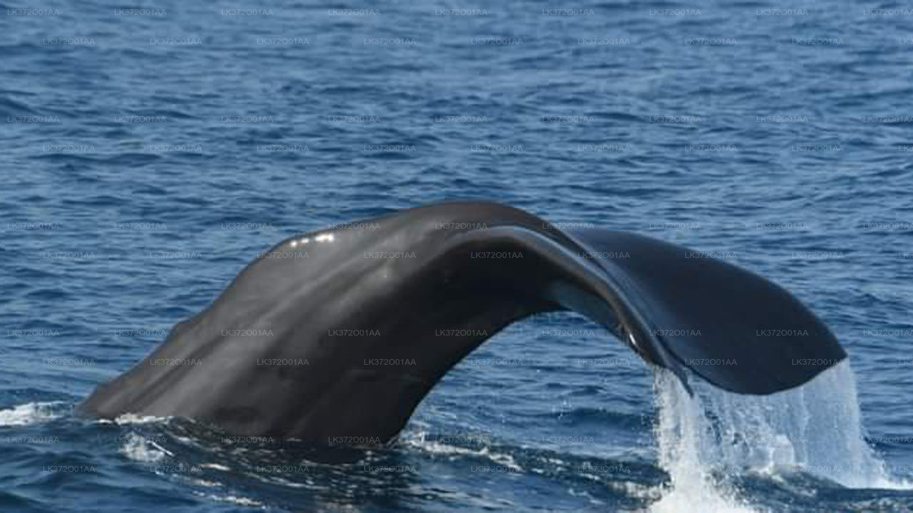 Whale Watching from Mirissa