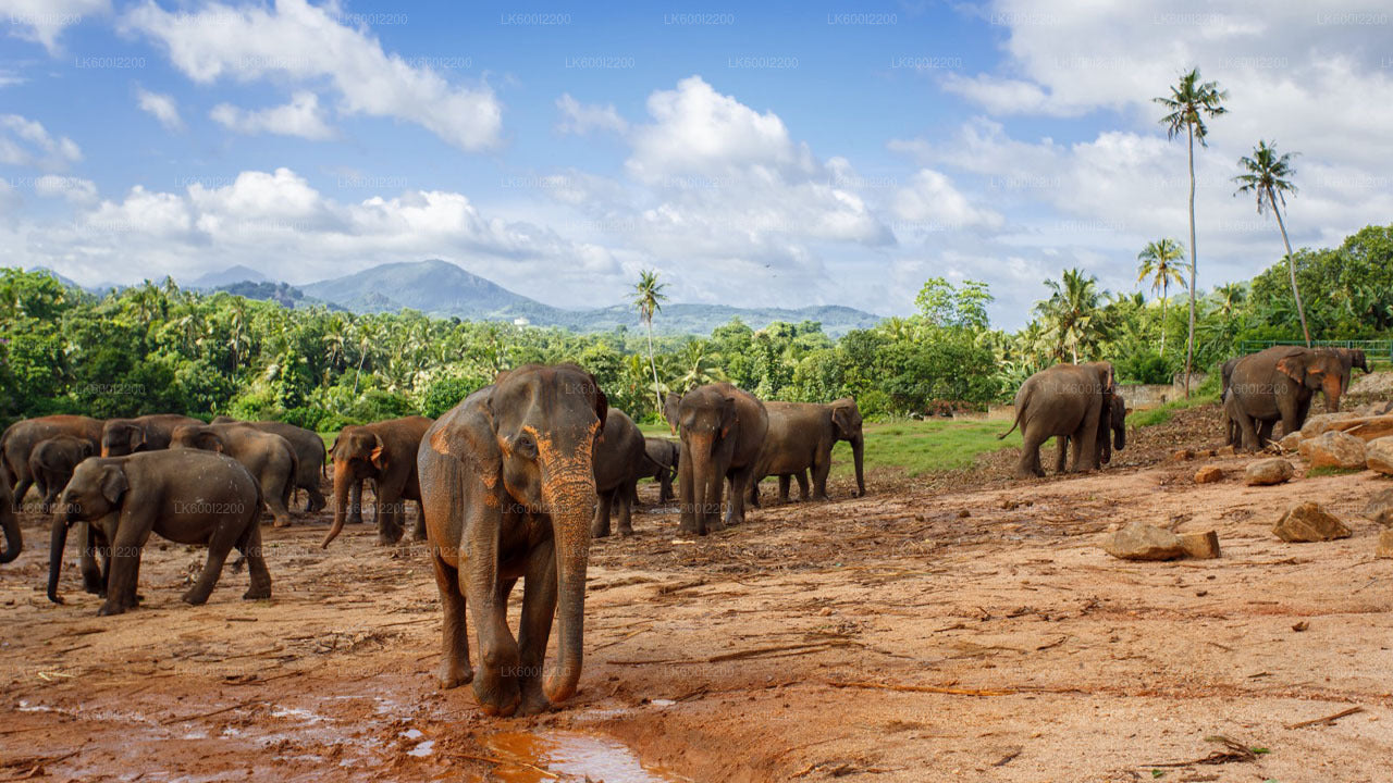 Wilpattu National Park Safari from Dambulla