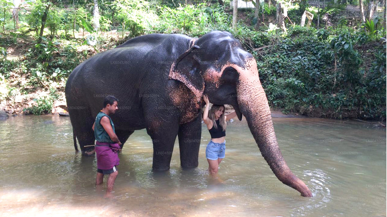 Pinnawala Millennium Elephant Foundation from Kandy