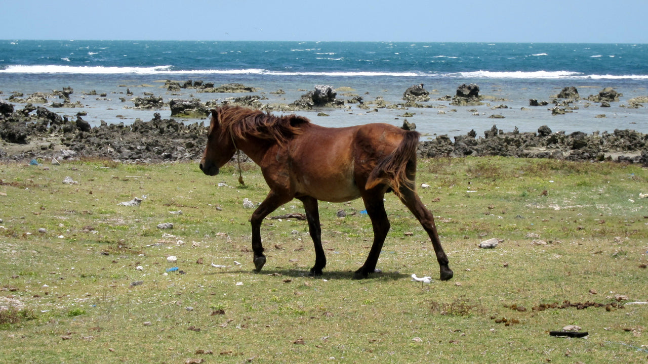 Explore Nainativu and Delft by Boat from Jaffna