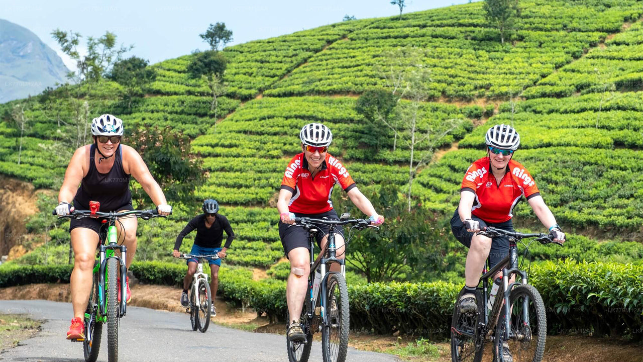 Cycling to Ella Tea Fields