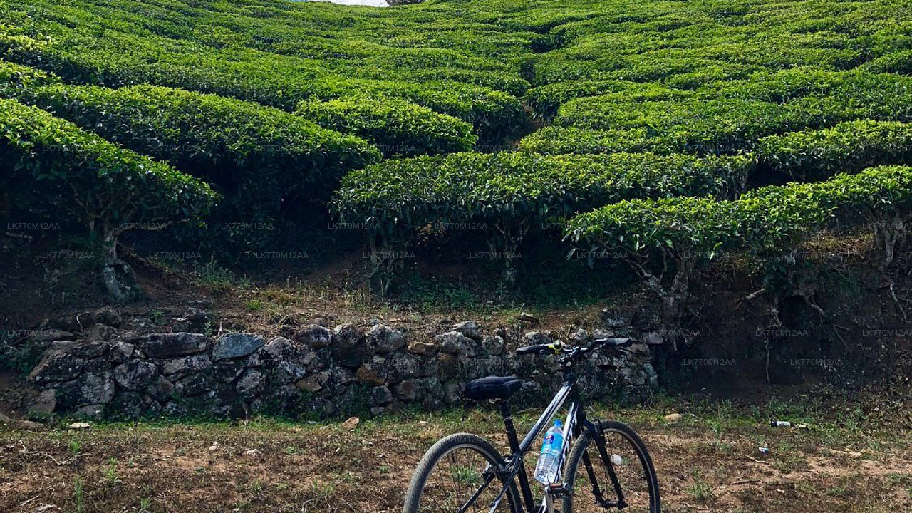 Cycling to Ella Tea Fields