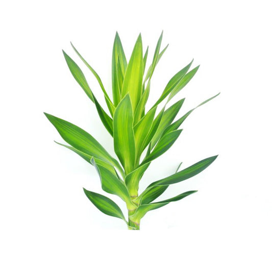 Lakpura Dracaena Reflexa 'Green' (50 Leaves) Medium