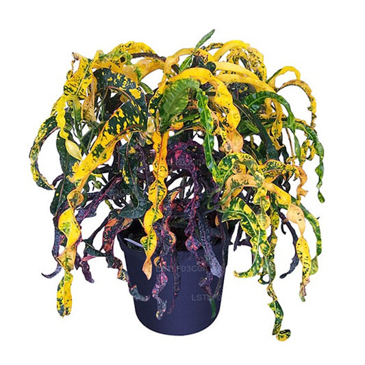 Lakpura Dreadlocks Croton (30 Leaves)