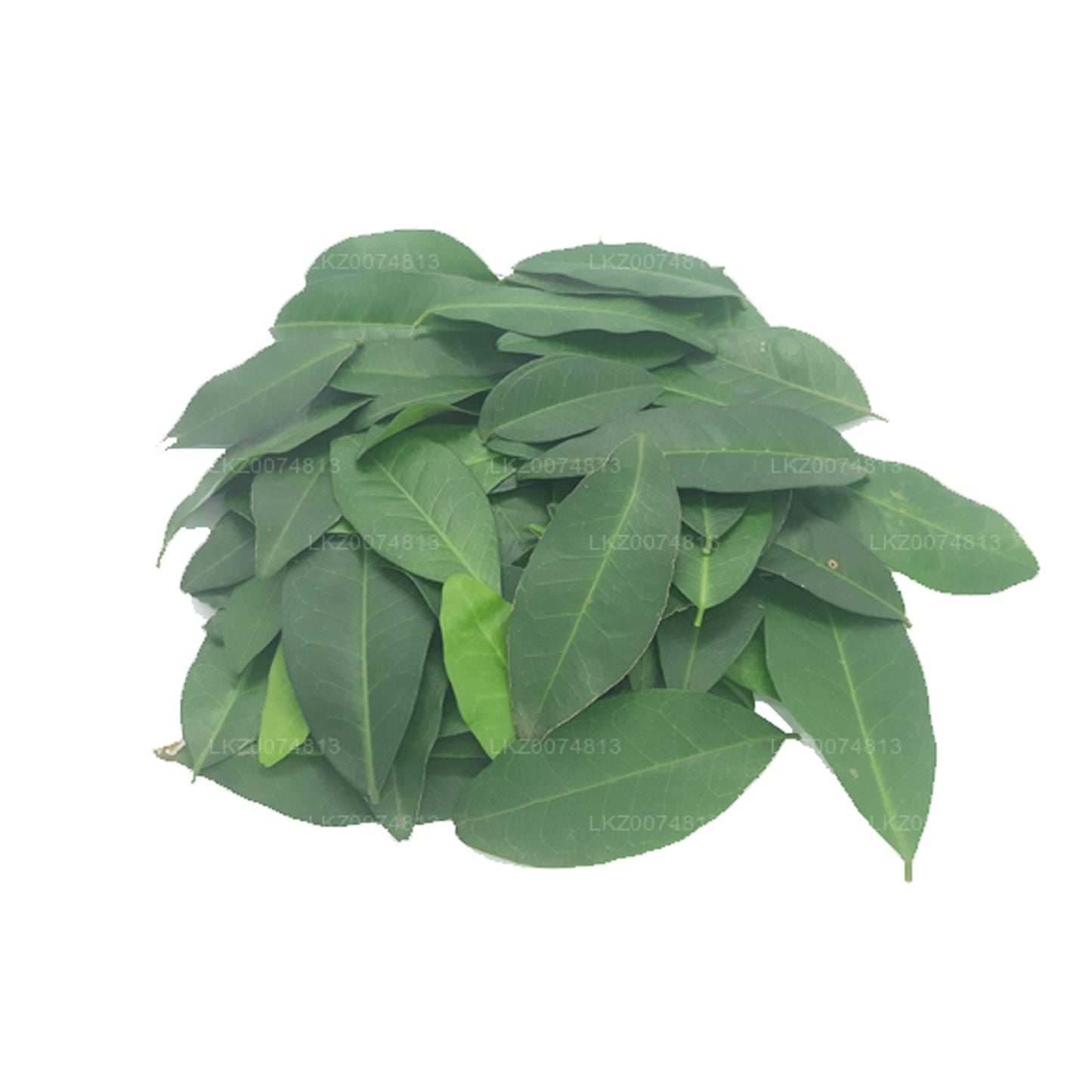 Lakpura Fresh Yaki Naran (Atalantia Ceylanica) 100 Leaves