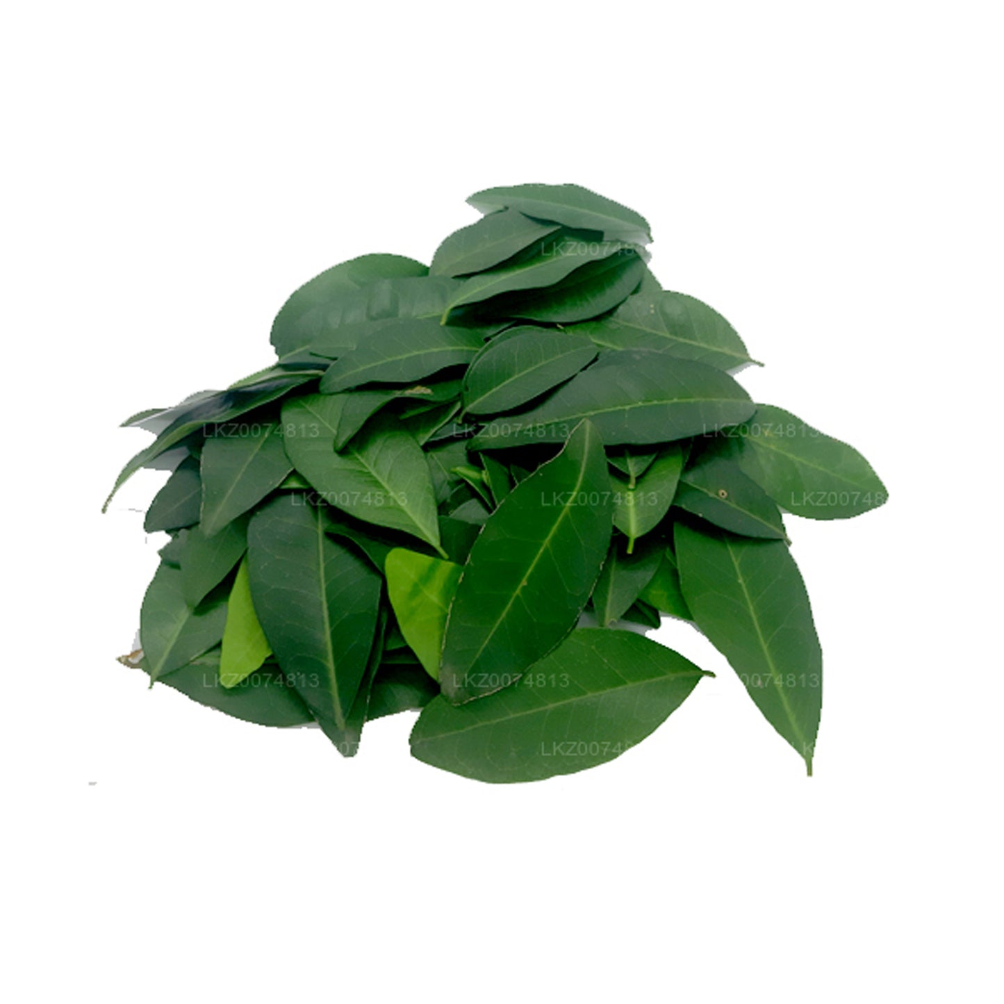 Lakpura Fresh Yaki Naran (Atalantia Ceylanica) 100 Leaves