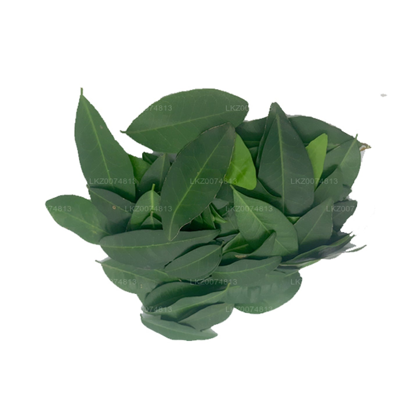 Lakpura Fresh Yaki Naran (Atalantia Ceylanica) 100 Leaves