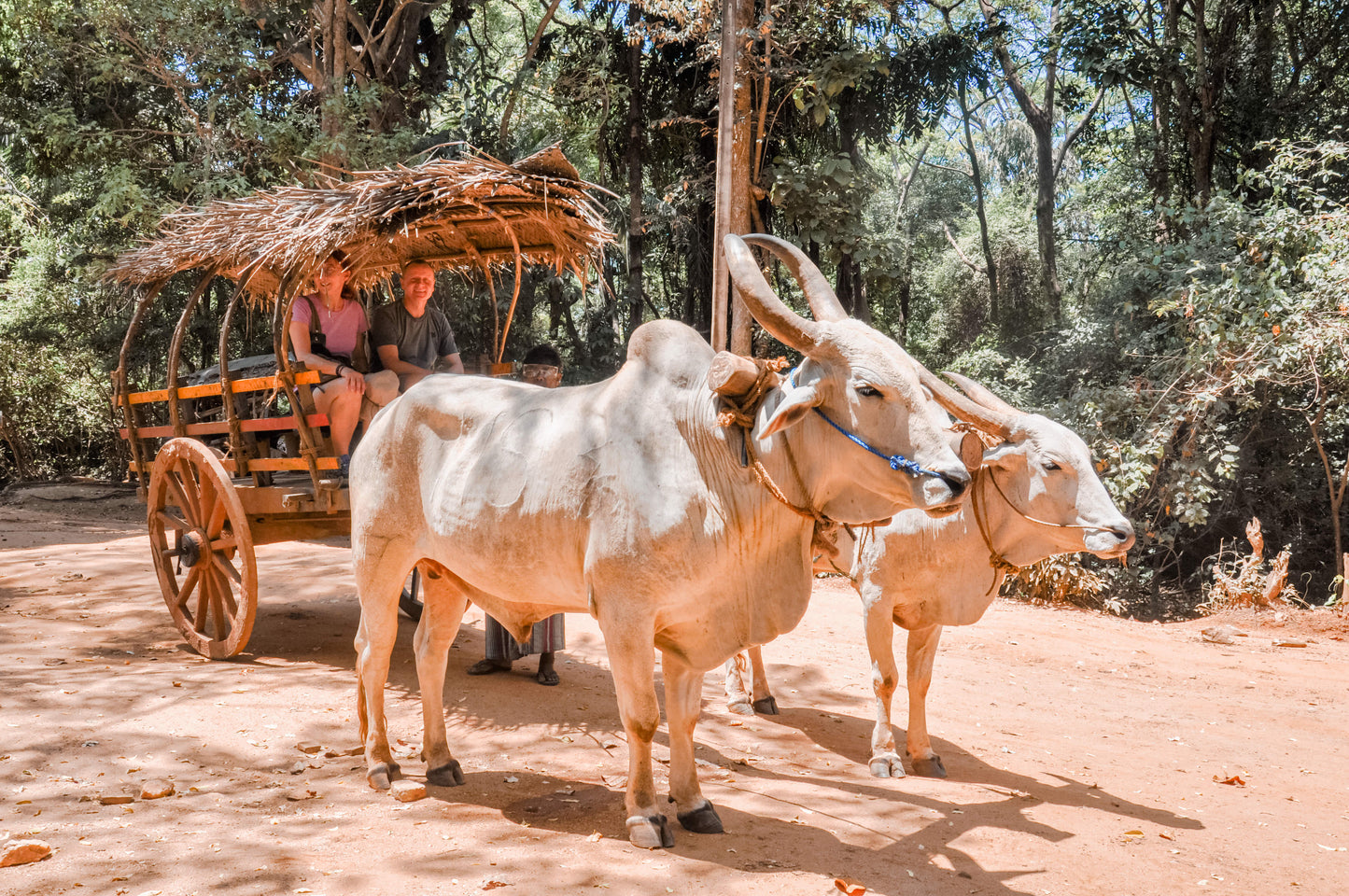 Wildlife and World Heritage Tour from Bentota (2 Days)