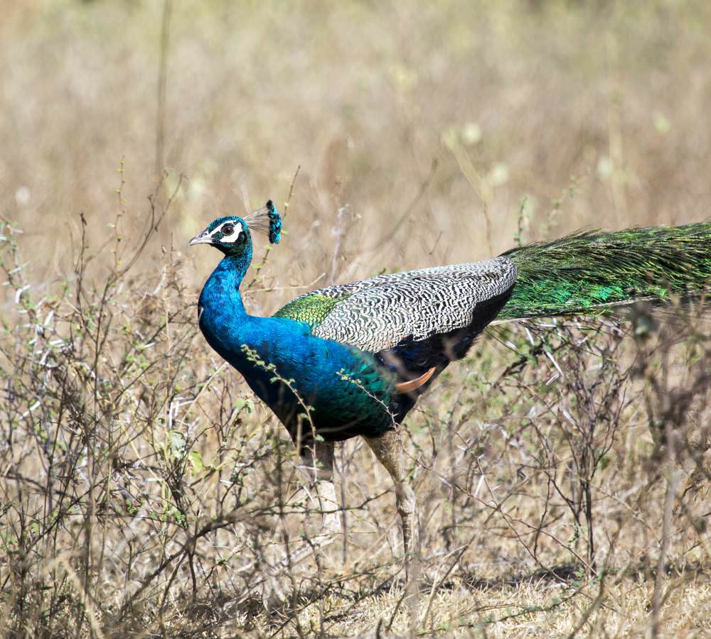 Wildlife Tour Covering Birds and Mammals (6 Days)