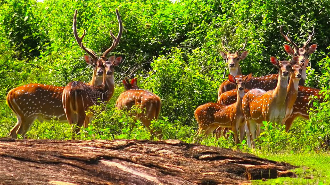 Udawalawe National Park Safari