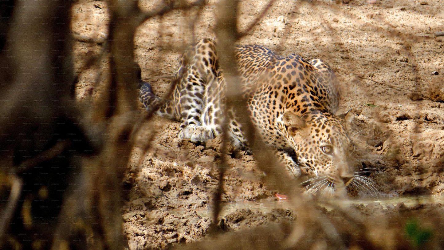 Yala National Park Private Safari