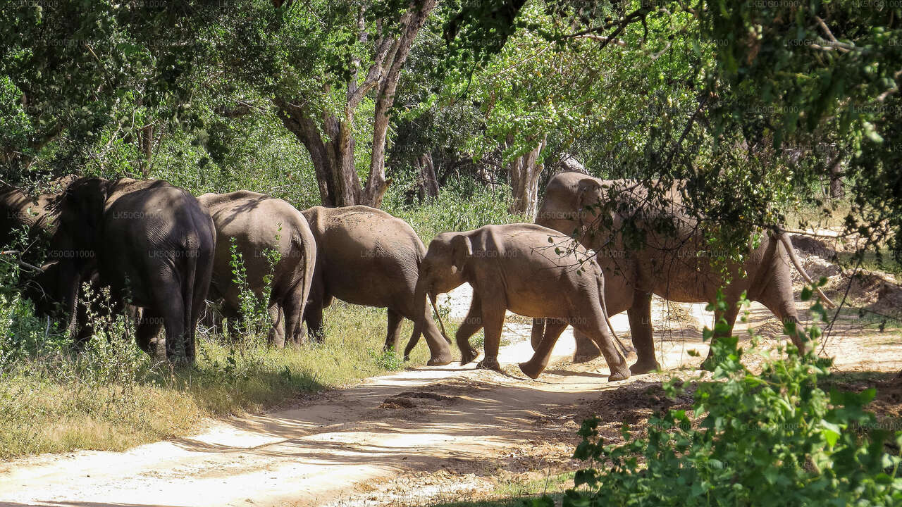 Kumana National Park Private Safari with Naturalist