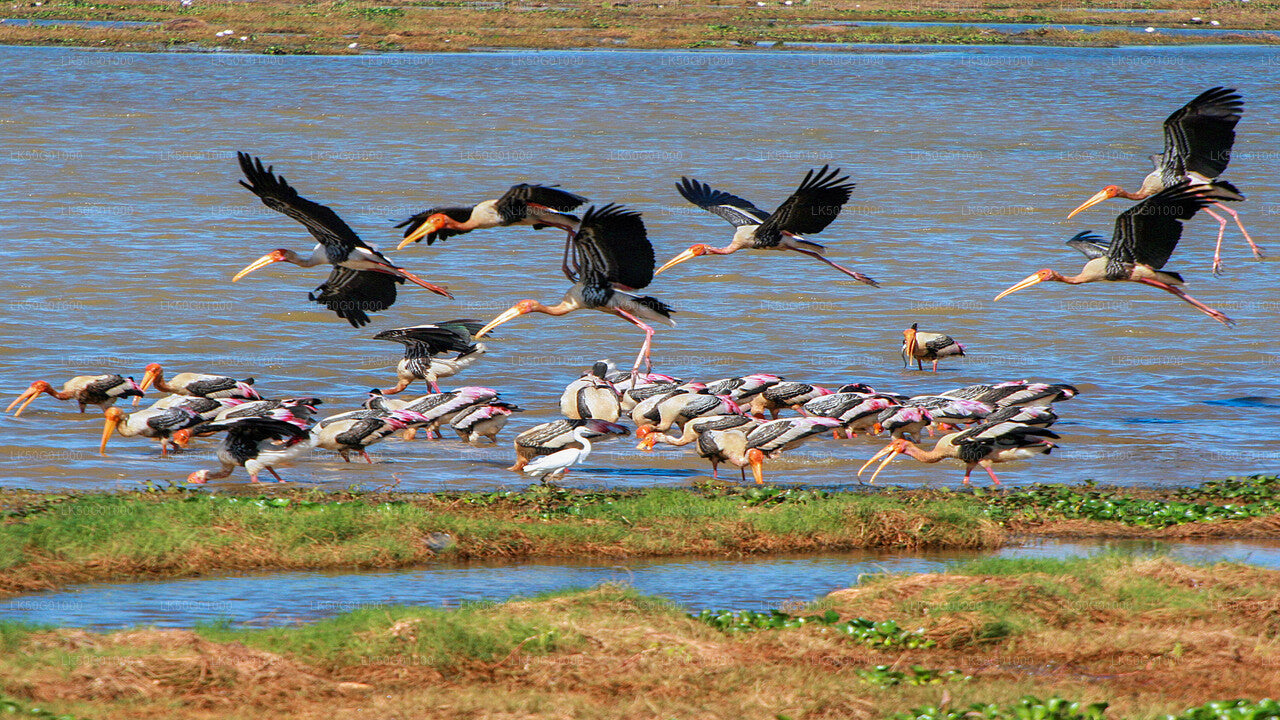 Kumana National Park Private Safari with Naturalist