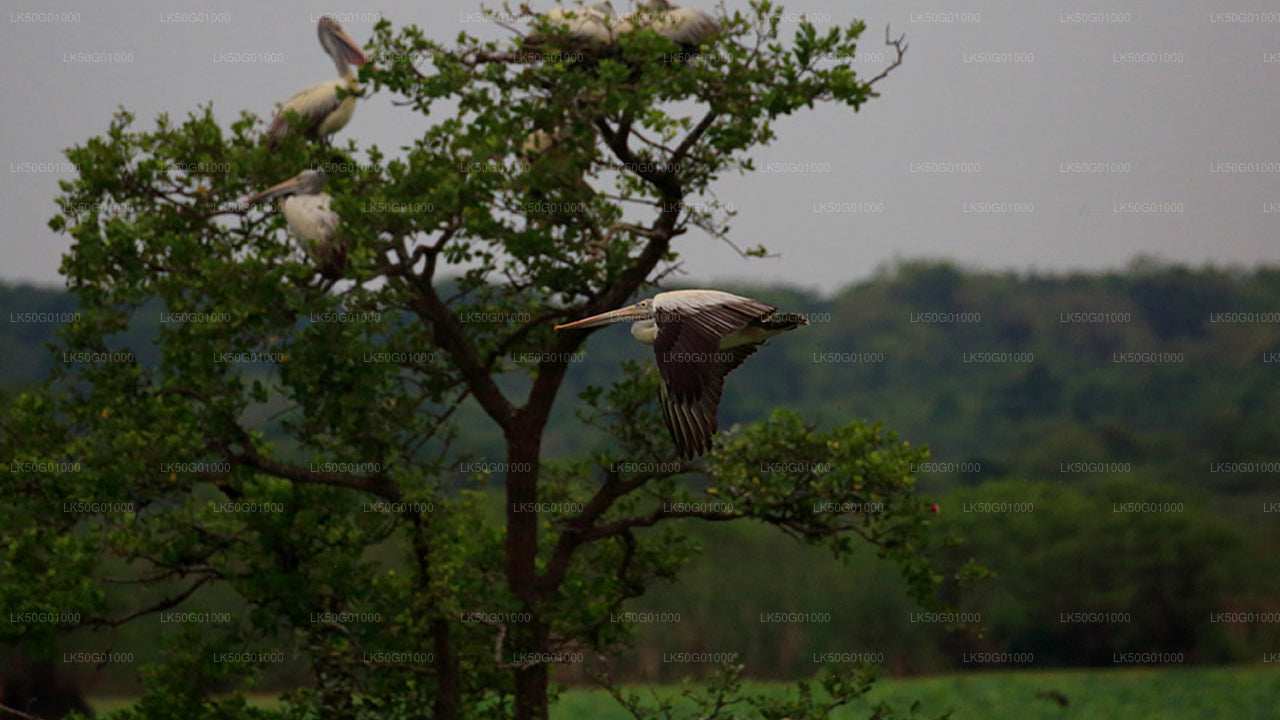 Kumana National Park Private Safari with Naturalist