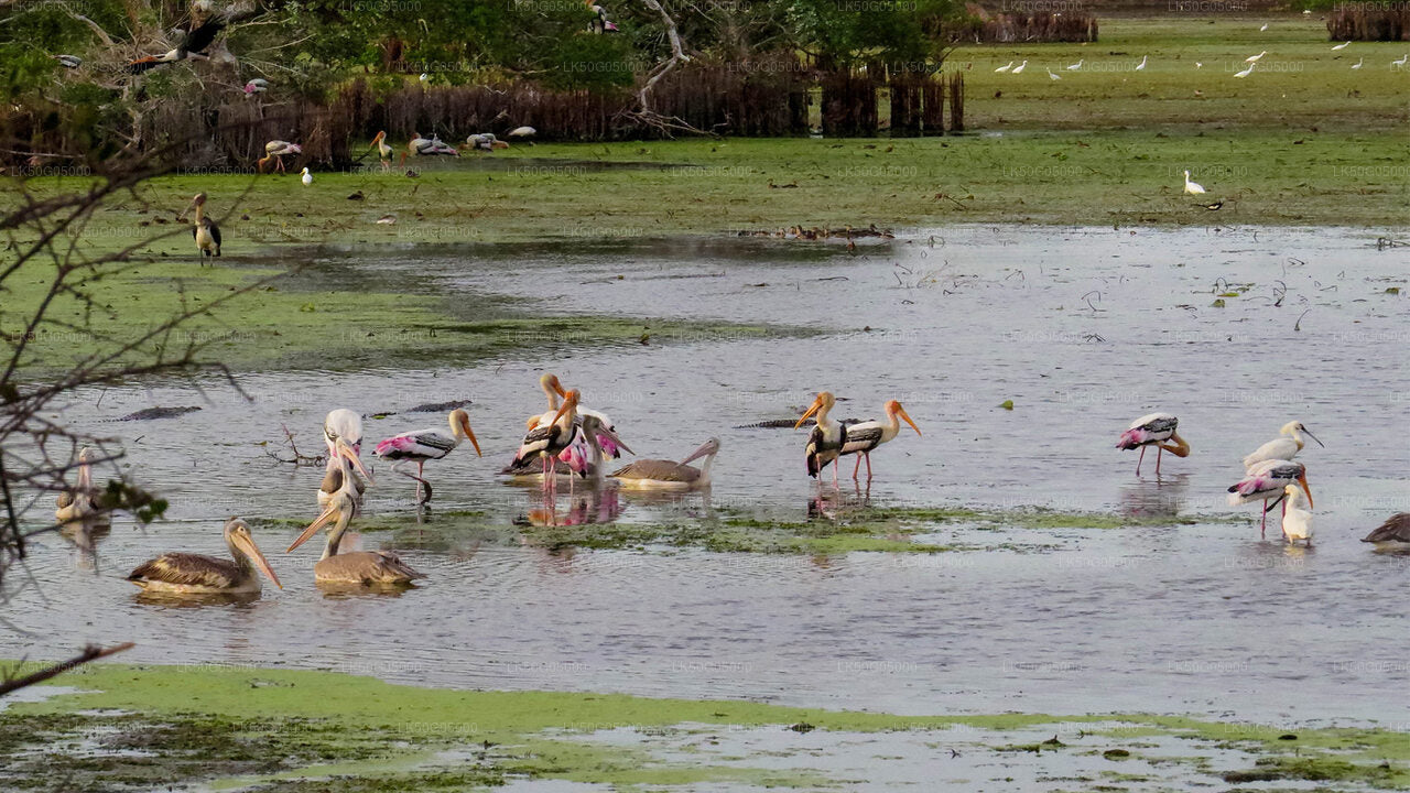 Kumana National Park Safari from Arugam Bay