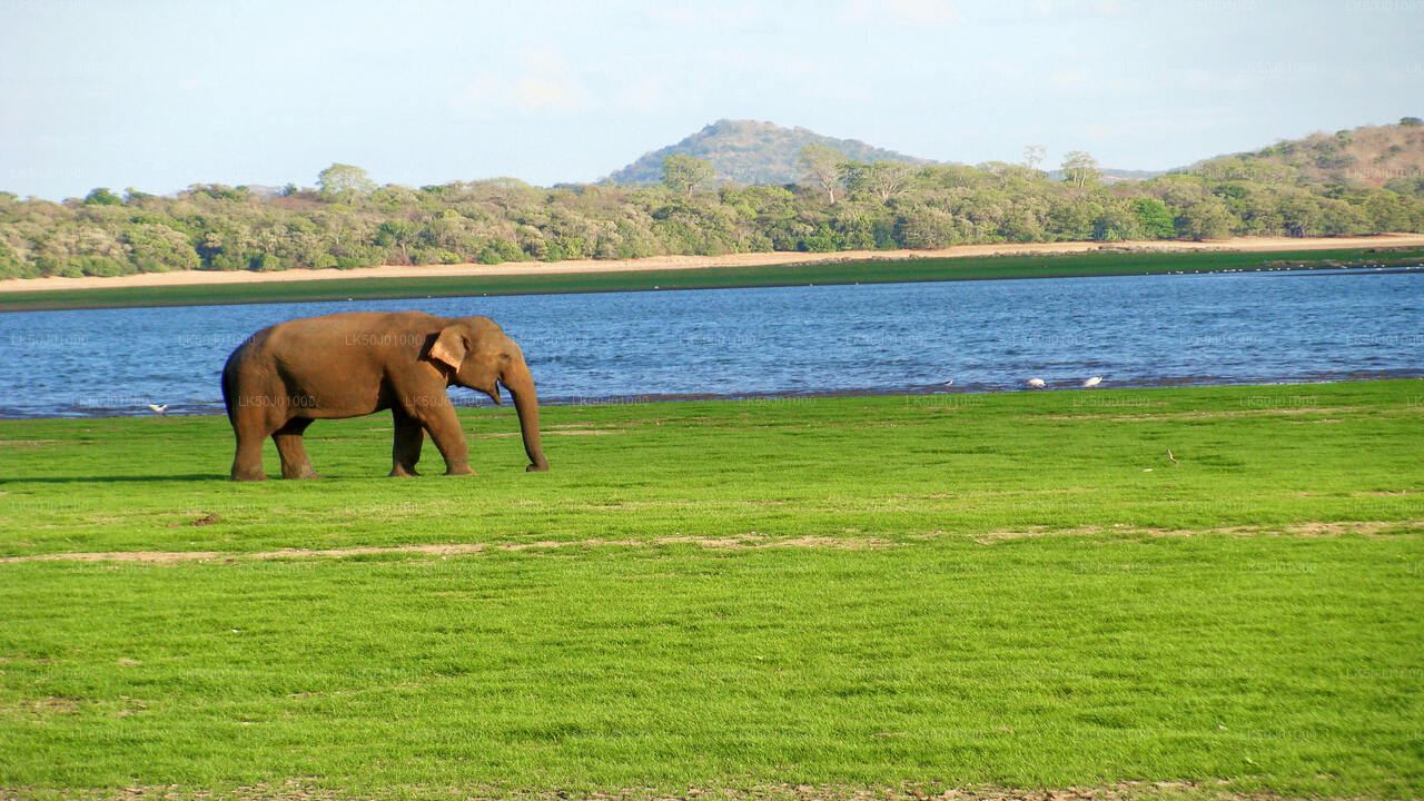 Gal Oya National Park Private Safari