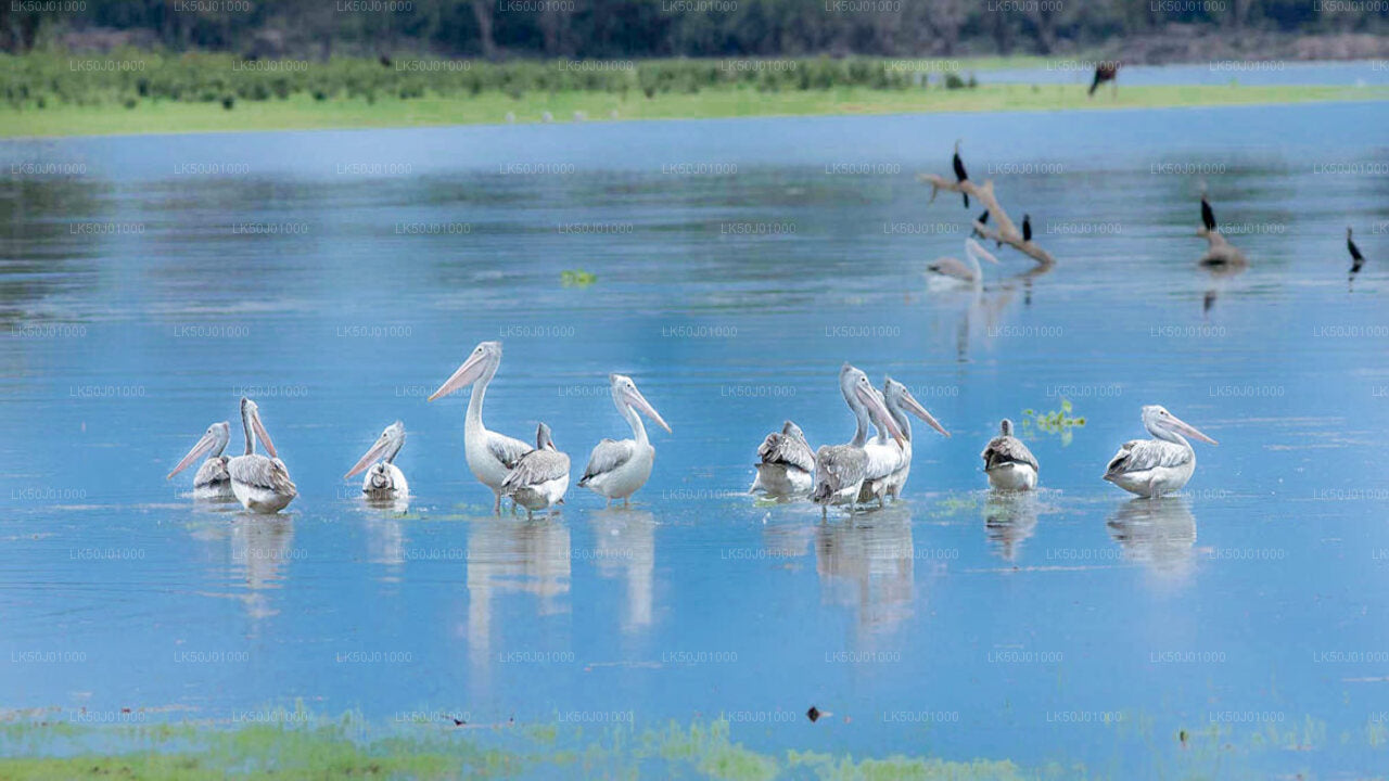 Gal Oya National Park Private Safari