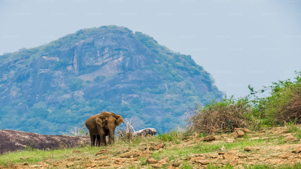 Gal Oya National Park Private Safari