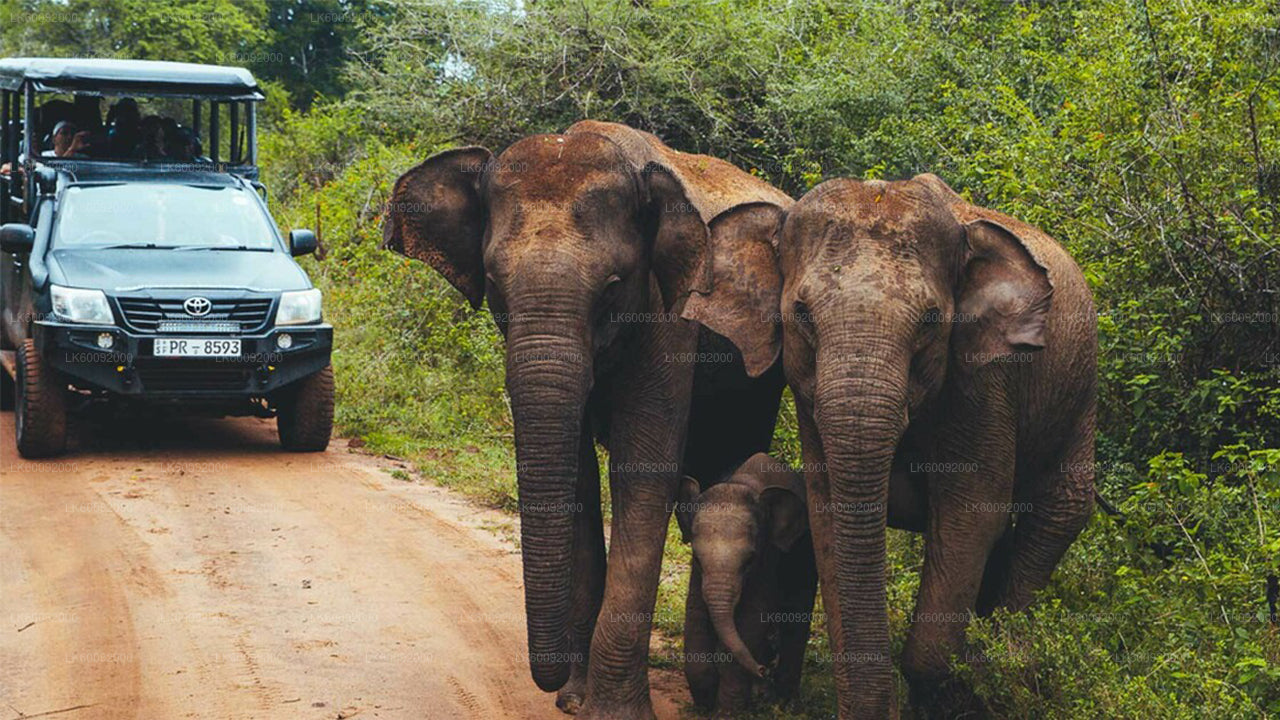 Udawalawe National Park Safari from Ella