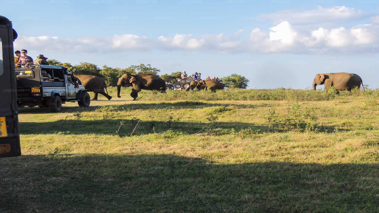 Sigiriya Rock and Wild Elephant Safari from Habarana