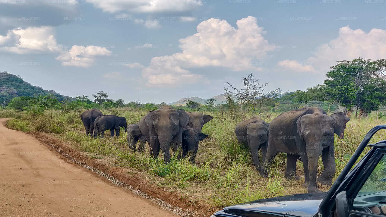 Sigiriya Rock and Wild Elephant Safari from Habarana