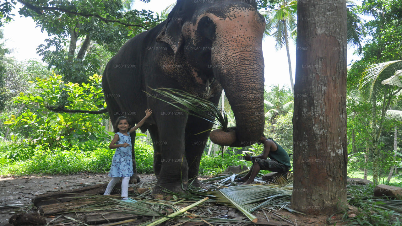 Millennium Elephant Foundation from Negombo