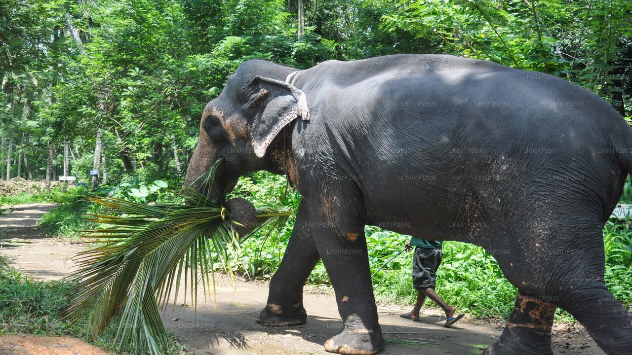 Millennium Elephant Foundation from Negombo