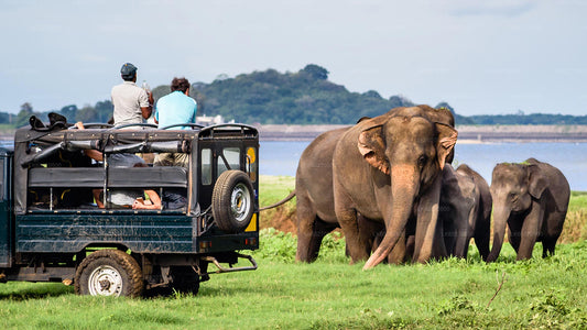 Yala National Park Safari from Dikwella