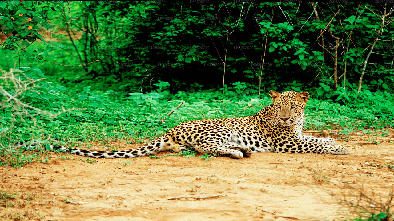 Yala National Park Safari from Talpe