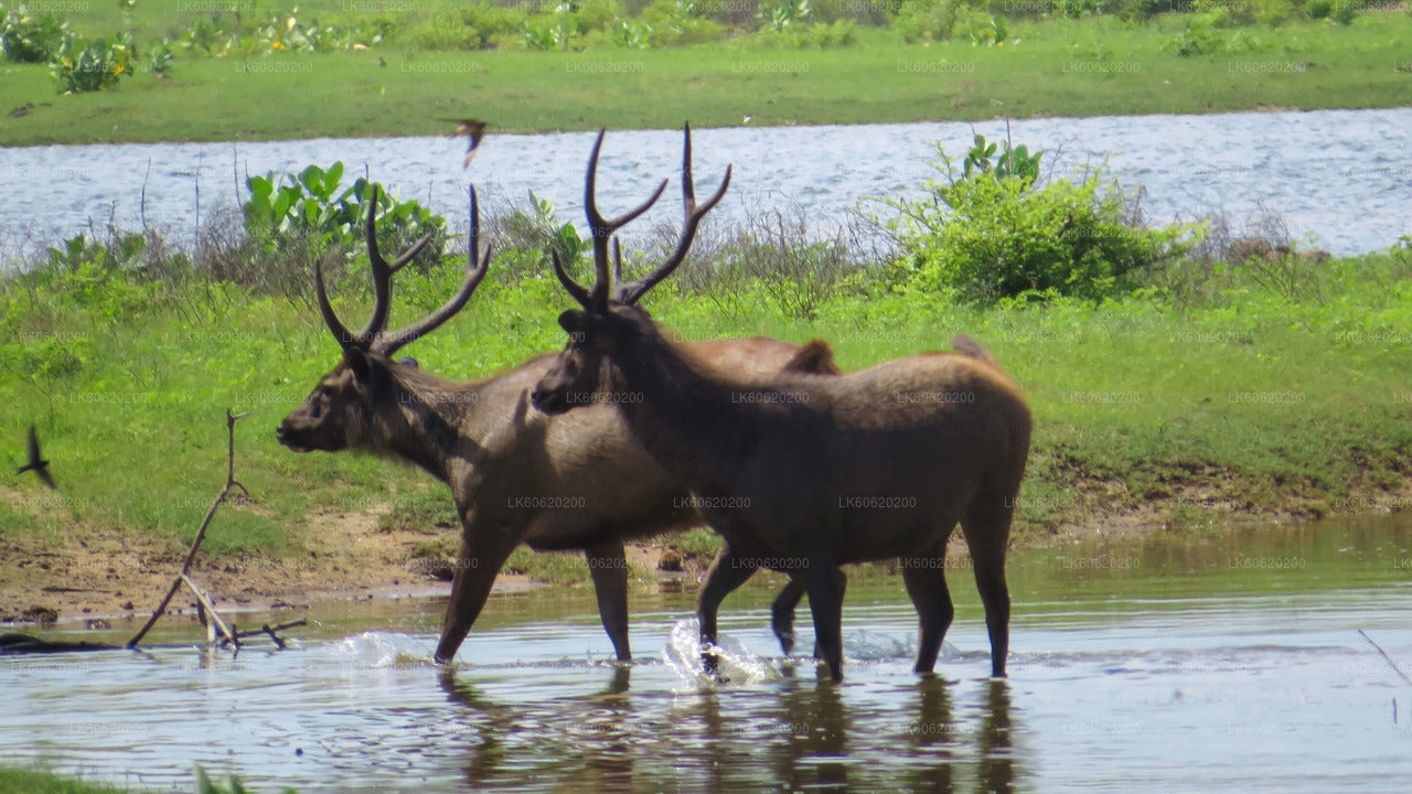 Yala National Park Safari from Talpe