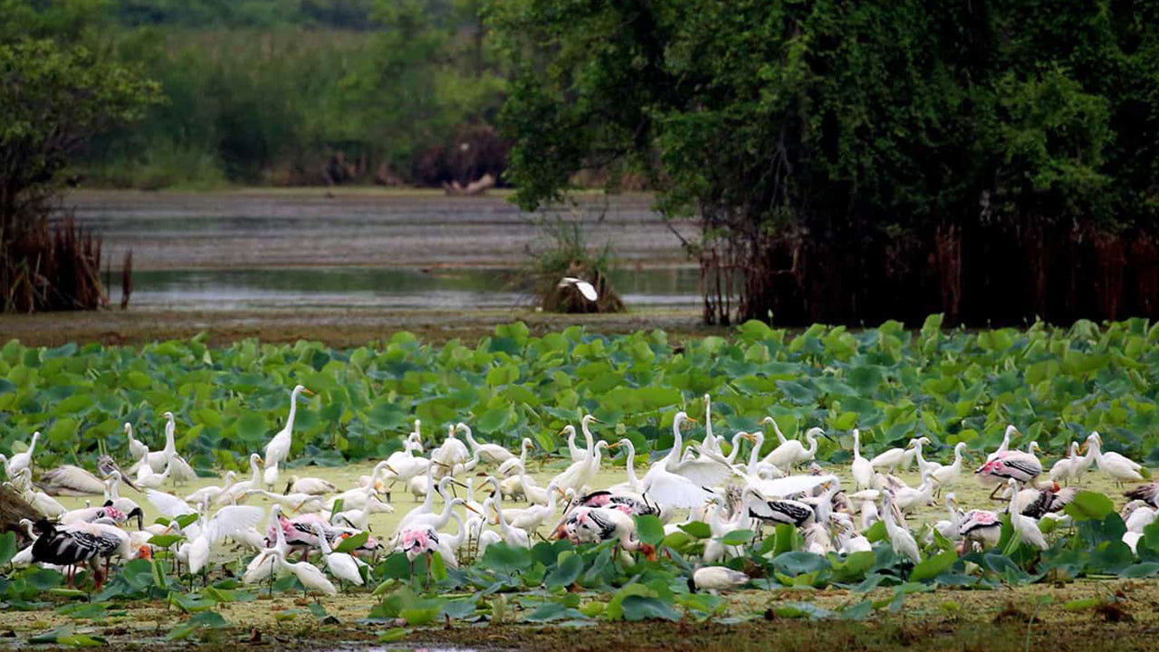 Kumana National Park Entrance Tickets