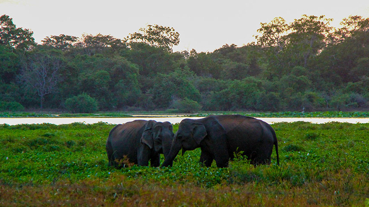 Wilpattu National Park Entrance Tickets