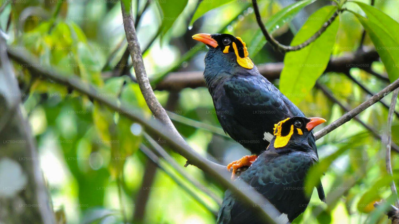 Birdwatching Safari in Udawalawe National Park from Colombo