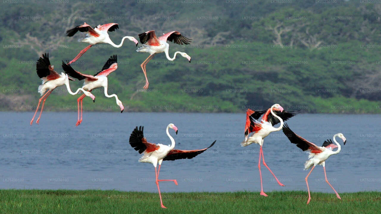 Birdwatching Boat Ride at Kalametiya Sanctuary