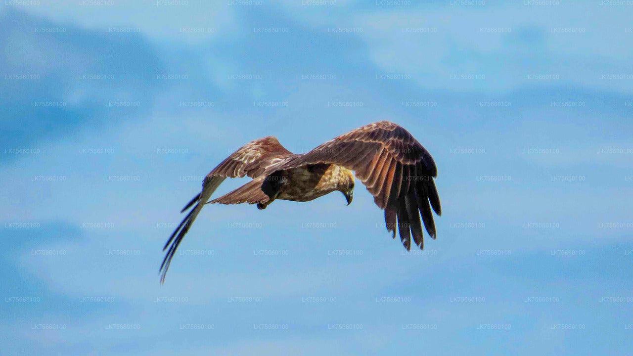 Birdwatching Walk in Thalangama Wetland from Colombo