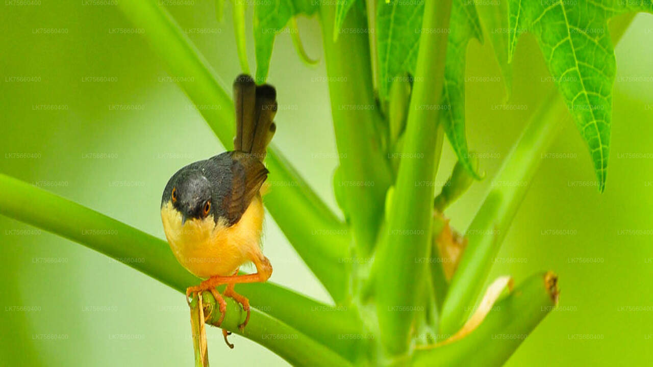 Birdwatching at Sinharaja Rainforest from Mount Lavinia