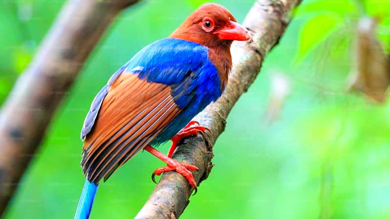 Birdwatching at Sinharaja Rainforest from Mount Lavinia