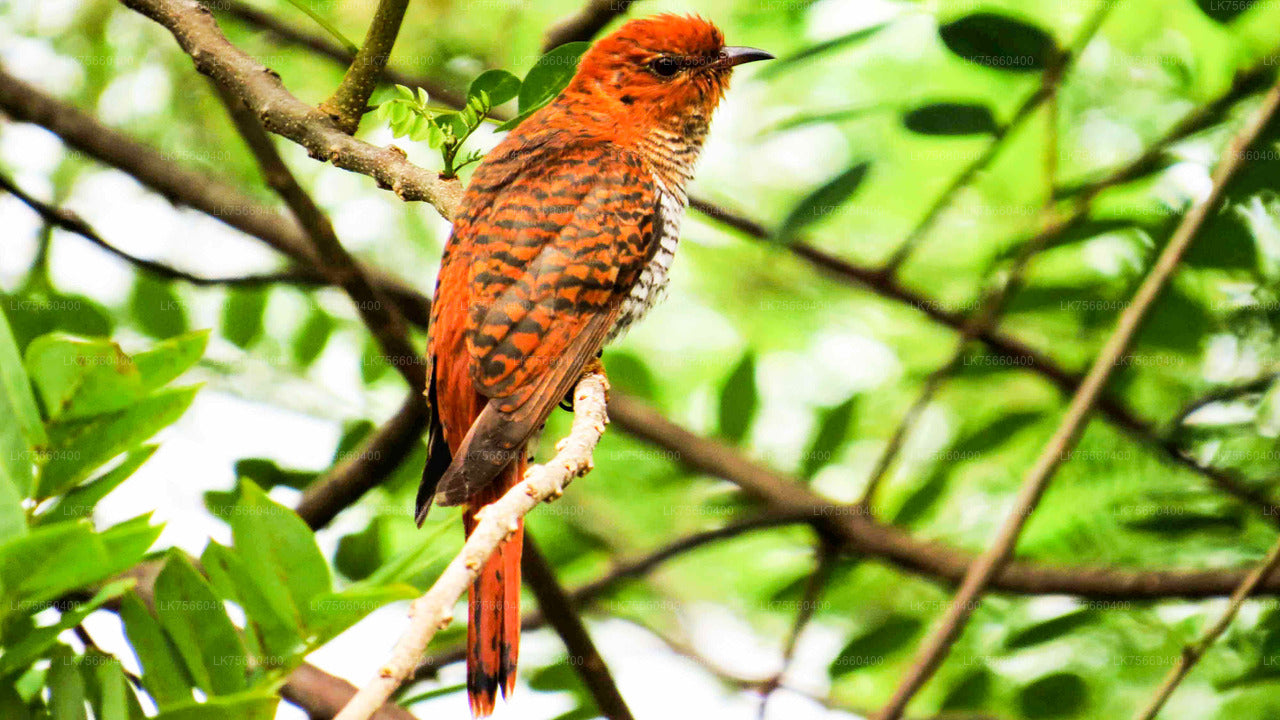 Birdwatching at Sinharaja Rainforest from Mount Lavinia