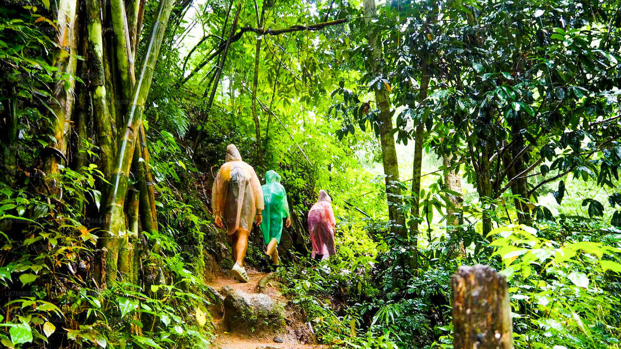 Birdwatching at Sinharaja Rainforest from Mount Lavinia