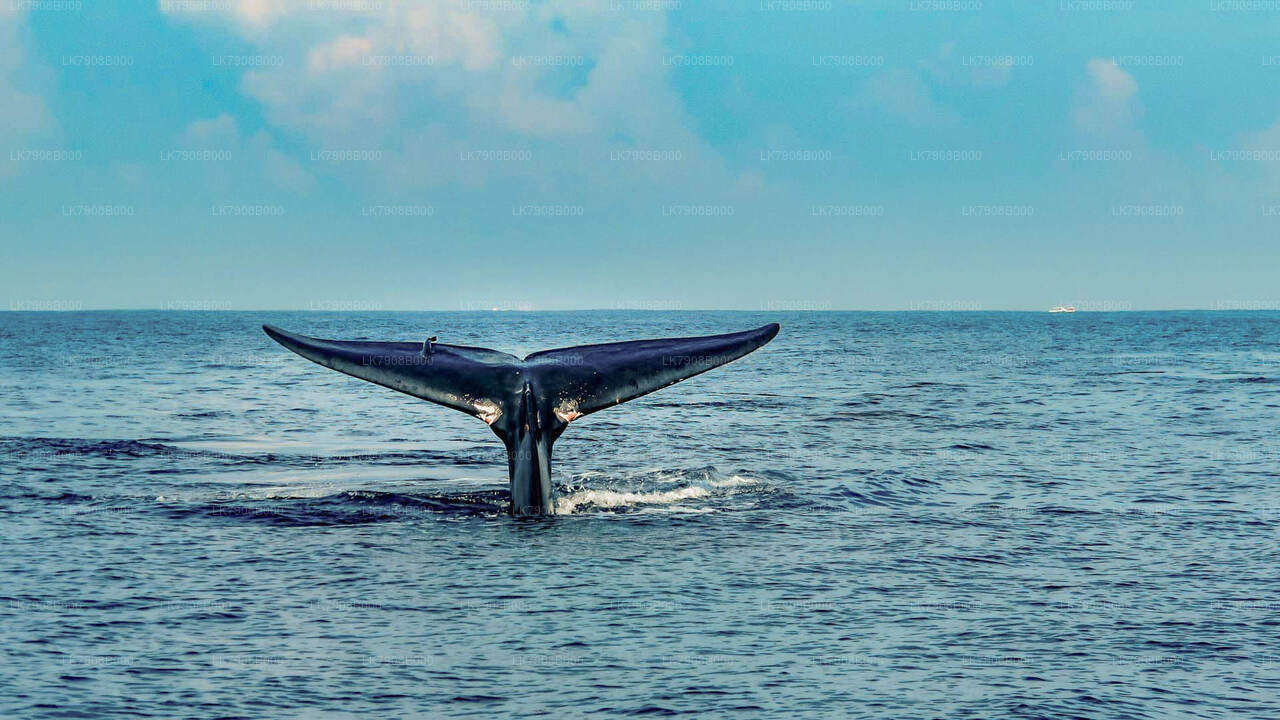 Whale Watching Sunset Cruise in Mirissa