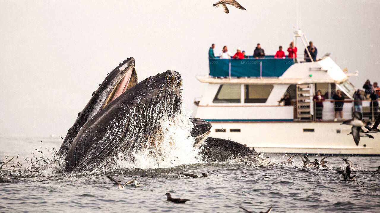 Whale Watching Sunset Cruise in Mirissa