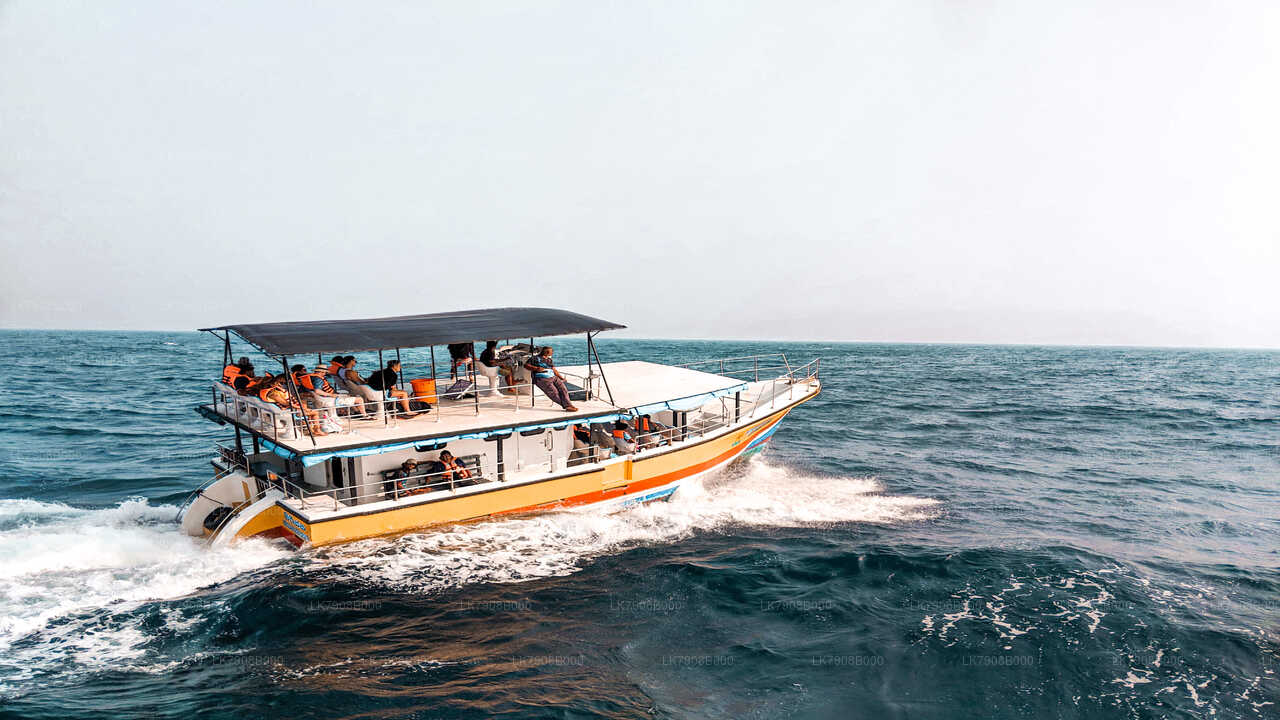 Whale Watching Sunset Cruise in Mirissa