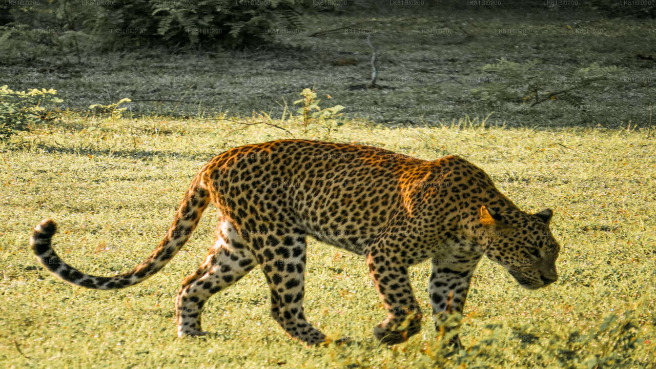 Yala National Park Safari from Hambantota Seaport