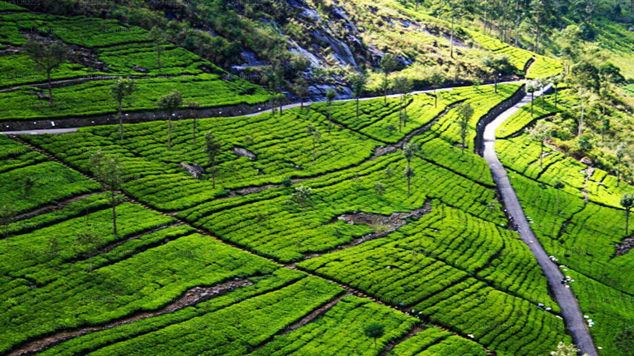 Discover Anuradhapura by Helicopter From Hatton